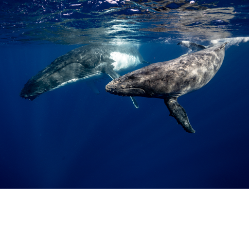 Sea life thingy idk.