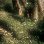 fairydreams