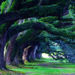 The Tree Of Honor!