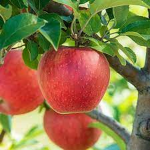 The Apple family <3