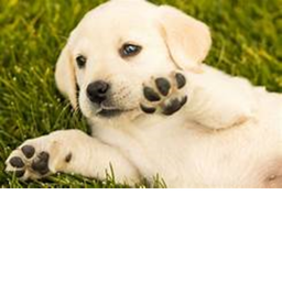 Puppies Games : Create & Destroy