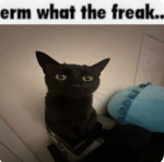 Alpha Sigma Skibidi Rizz
