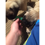 Pug king 👑