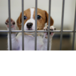 Save All Dogs