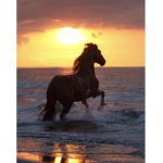 Equestrian team!