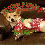 Corgis cuddles