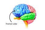 Frontal Lobe Studio