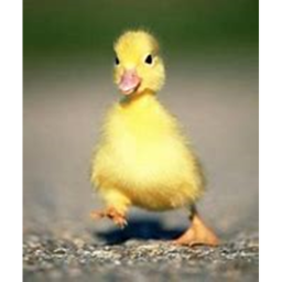 Dorittos and ducks land