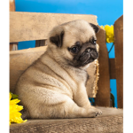 ~*+PUPPYSQUAD+*~