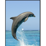 OCEAN ANIMALS ARE THE BEST
