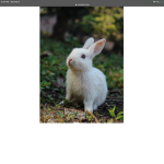 Bunny group :)lol