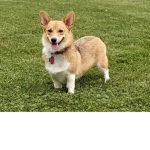 The Proper Dog Squad
