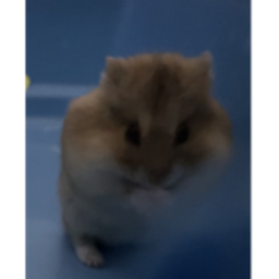 Hammy’s Hangout with fans!