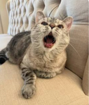 Kitty's town