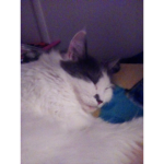 Rare insultz
