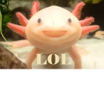 Wonderful Axolotls