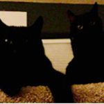 Awesome Kitty Cats