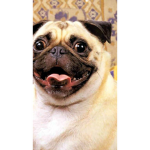 pug gallery