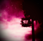 ~Deforested DS~