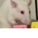 The ratsssssssssssssssss