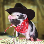 Pig Riders