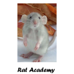 Ratland