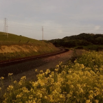 blossoming field