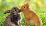 Bunny Fans Bunny Fans