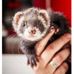 Ferrets are GOD WOOOOOOOOOO