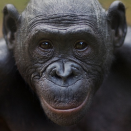 The Monkey Military