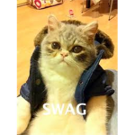 cats are swag group