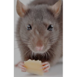 the musty rodents club