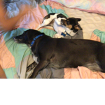 The Pepper and Parker puppy squad