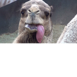 FROZAN