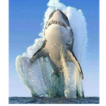 #sharkie#