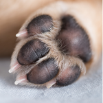 •The paws•