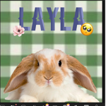 Laylas Bunny and Rabbit Group