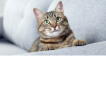 ~Meow Empire~