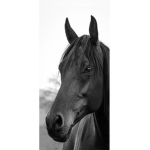 {horses!}