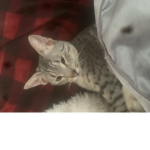 Catlovelolo