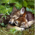 Wolf bread is my favorite food