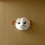 cat in a hole :3