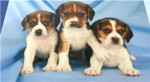 pup army