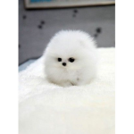 Puppies are so cute :3