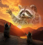 raccoon cult :P
