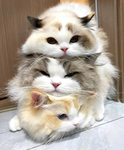Cat and Kitten’s
