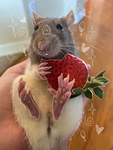 ~starry strawberries~