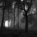 fallen whispers