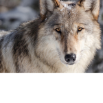 Nighttime Wolf Pack