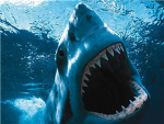 THE SHARKS!
